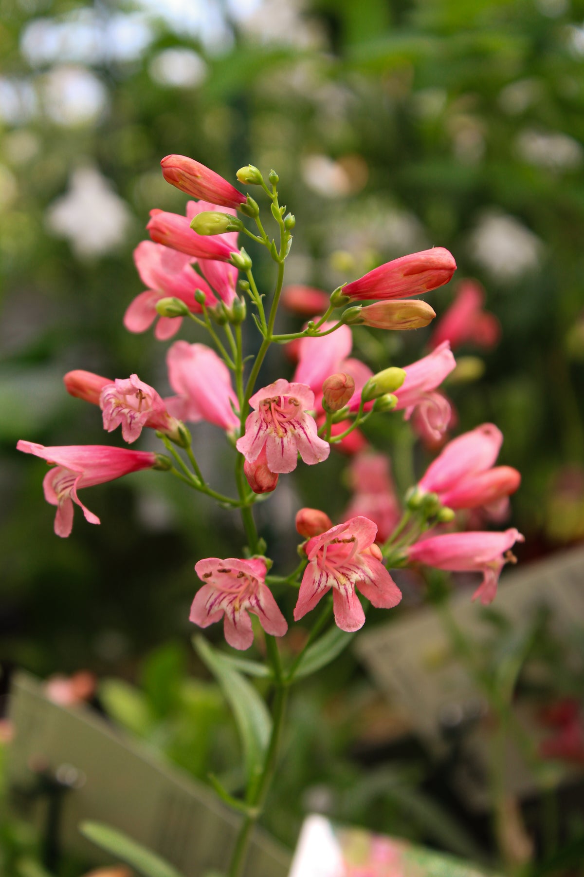 Penstemon 'Red Riding Hood'