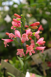Penstemon 'Red Riding Hood'