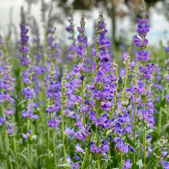 Des tiges vertes dressées portent de petites fleurs violettes réunies en étages espacés. Les corolles montrent des parties tubulaires et des lobes ouverts autour de gorges plus claires. Plusieurs pointes vertes restent serrées dans le haut des hampes. Des feuilles étroites remplissent la partie inférieure, sur un fond clair traversé de lignes verticales moins distinctes.