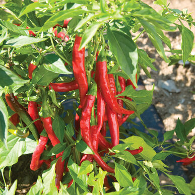 Cayenne pepper