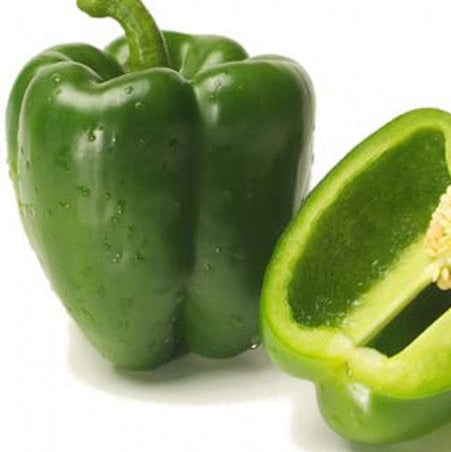 Green pepper 'California Wonder'