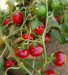 Semences Piment fort 'Hot Cherry Ciliegia' (Capsicum annuum)