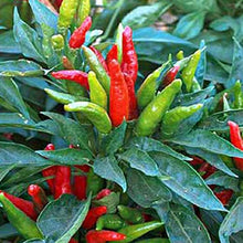 Piment fort 'Cornetto'