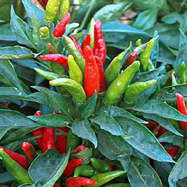 Piment fort 'Cornetto'