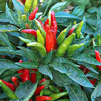 Image de Piment fort ‘Cornetto’ ( Capsicum annuum ). Piment fort ‘Cornetto’ est une variété destinée au potager et convient aux jardiniers qui souhaitent suivre une culture clairement identifiée du semis à la récolte. Son nom botanique est Capsicum annuum. Le sachet permet de planifier les semis selon la saison, l’espace disponible et les conditions propres au jardin.