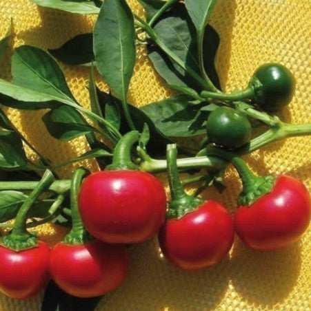'Tondo Piccante' hot pepper