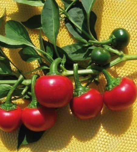 Semences Piment fort 'Tondo Piccante' (Capsicum annuum)