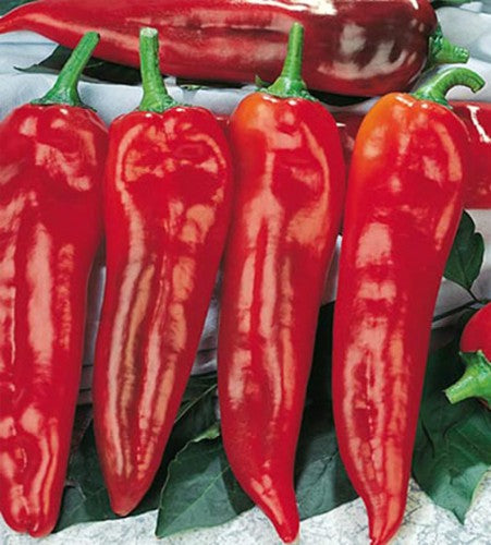 Semences Poivron rouge 'Corno di Toro Rosso' (Capsicum annuum)