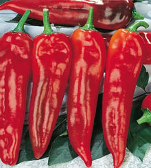 Semences Poivron rouge 'Corno di Toro Rosso' (Capsicum annuum)