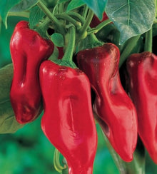 Semences Poivron rouge 'Marconi' (Capsicum annuum)