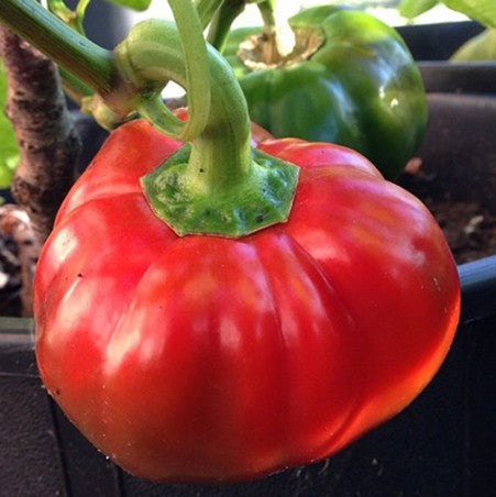 Poivron rouge 'Topepo Rosso'