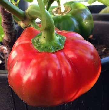 'Topepo Rosso' red pepper