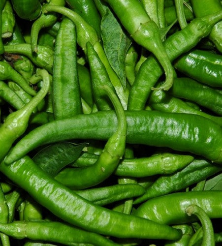 Semences Poivron vert 'Friariello di Napoli' (Capsicum annuum)