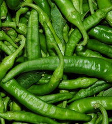 Semences Poivron vert 'Friariello di Napoli' (Capsicum annuum)