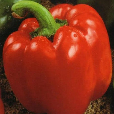 Red sweet ‘Quadrato Rosso d’Asti’ pepper (<em>Capsicum annuum</em>)