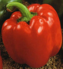 Illustration associée à Poivron doux rouge Quadrato Rosso d’Asti, dans la gamme Weston. Quadrato Rosso d’Asti porte de gros fruits carrés qui passent du vert au rouge en mûrissant. Le visuel permet de repérer la référence et l’aspect présenté pour cette sélection. Les dimensions et les couleurs observées au jardin dépendent du stade de croissance et des conditions de culture.
