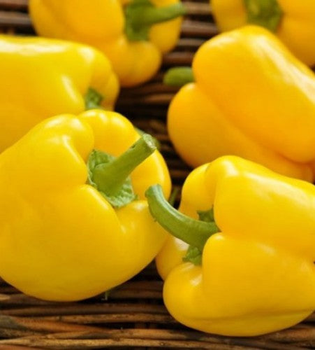 Semences Poivron doux jaune 'Quadrato Giallo d’Asti' (Capsicum
