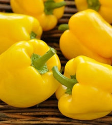Semences Poivron doux jaune 'Quadrato Giallo d’Asti' (Capsicum