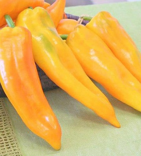 Semences Poivron jaune 'Corno di Toro Giallo' (Capsicum annuum)