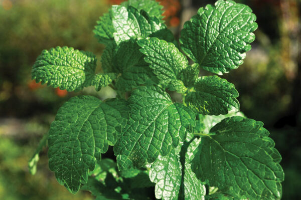 Semences Menthe Pepper Mint (Mentha spp.)