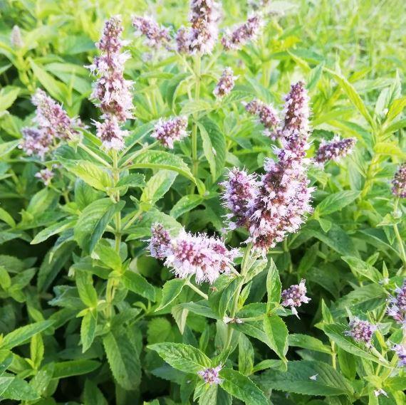 Organic Peppermint Seeds by Gaia, product image prepared for Canadian gardeners.