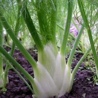 Organic 'Perfection' Fennel Seeds by Gaia, product image prepared for Canadian gardeners.