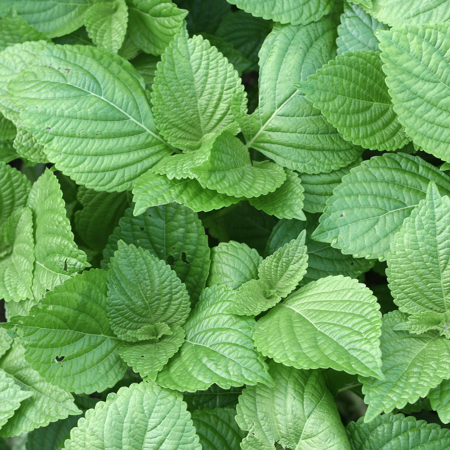 Perilla