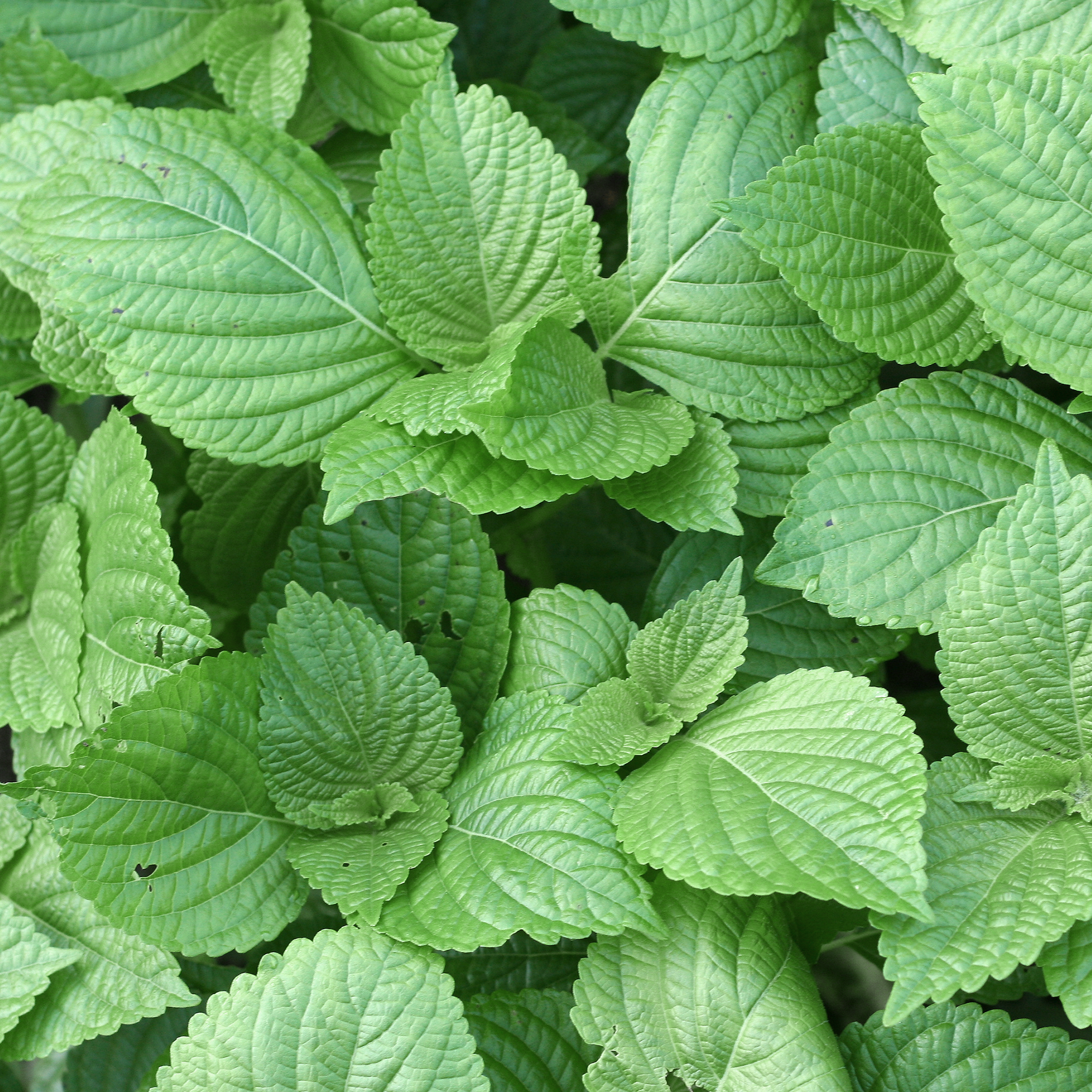 Perilla