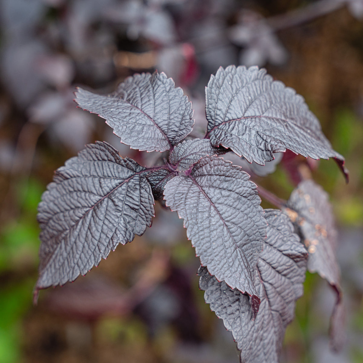 Photo de Shiso Nankinensis. La couleur caractéristique est : pourpre. Le visuel permet d’observer les contours, les teintes et la disposition des éléments présentés. Les détails de forme et les contrastes donnent un aperçu de l’apparence de cette plante ou de sa récolte. Cette photographie accompagne la variété nommée afin de l’identifier dans la sélection de semences.