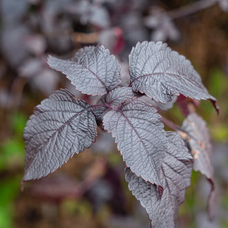 Image of Nankinensis shiso showing the variety and its visible characteristics to help identify the product before sowing. Nankinensis shiso is an ornamental flowers variety offered as seed for gardeners who want clear, practical product information. Confirmed details include maturity:, height:, spread: 30 cm, colour: purple. The packet contains approximately 500 bare seeds, and the formulation is bare seeds.