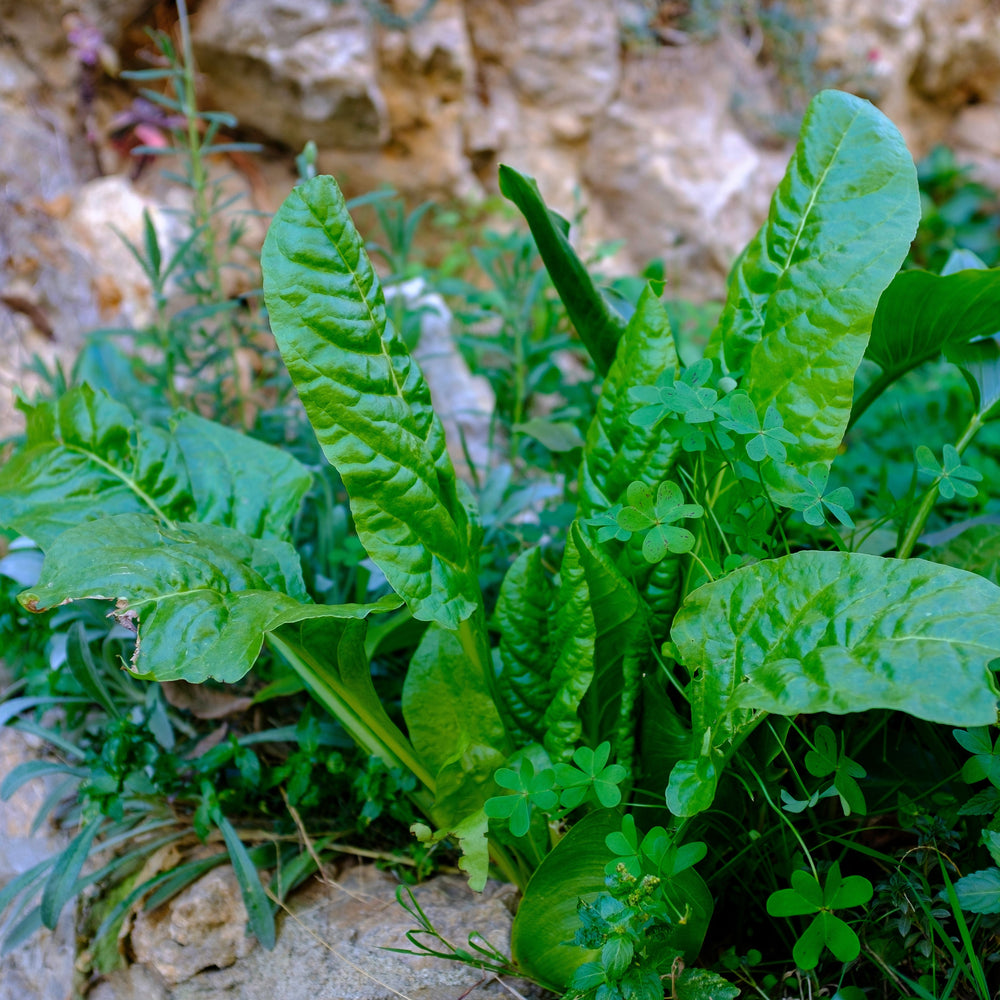 'Perpetual' Spinach