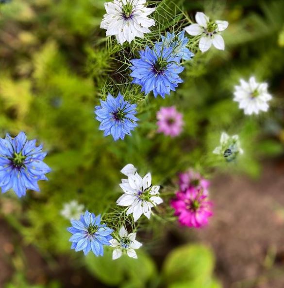 Mélange de Nigelles 'Persian Jewels Love in a Mist' bio