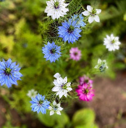 Mélange de Nigelles 'Persian Jewels Love in a Mist' bio