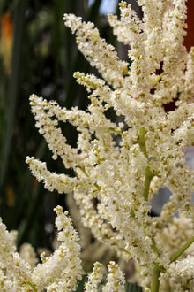 Persicaire polymorpha — Persicaria polymorpha