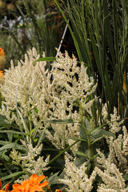 Persicaria polymorpha