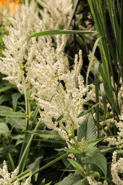 Persicaria polymorpha