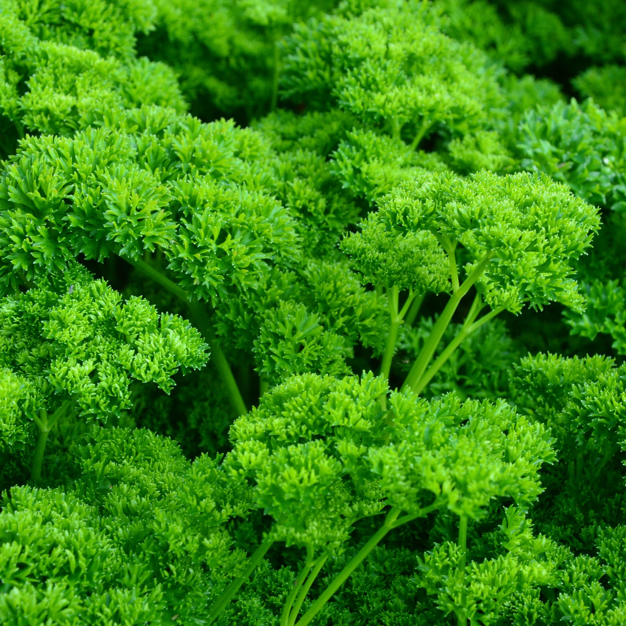 Photo de Persil ‘Green Pearl’ bio. Le visuel permet d’observer les contours, les teintes et la disposition des éléments présentés. Les détails de forme et les contrastes donnent un aperçu de l’apparence de cette plante ou de sa récolte. Cette photographie accompagne la variété nommée afin de l’identifier dans la sélection de semences.