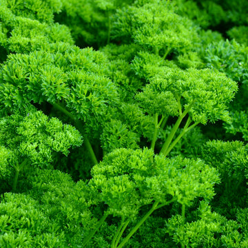 Persil 'Green Pearl' bio