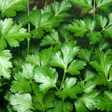 Italian Parsley 'Plain Leaved' 