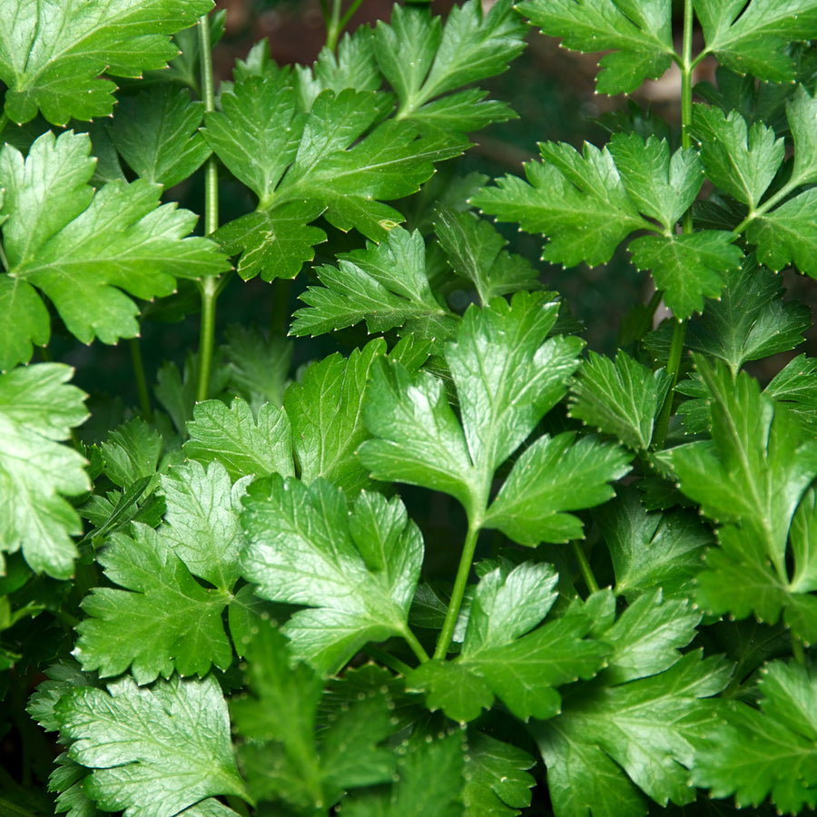 Italian Parsley 'Plain Leaved' 