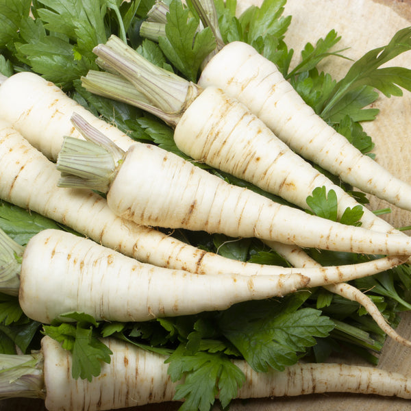 Persil racine 'Hambourg'