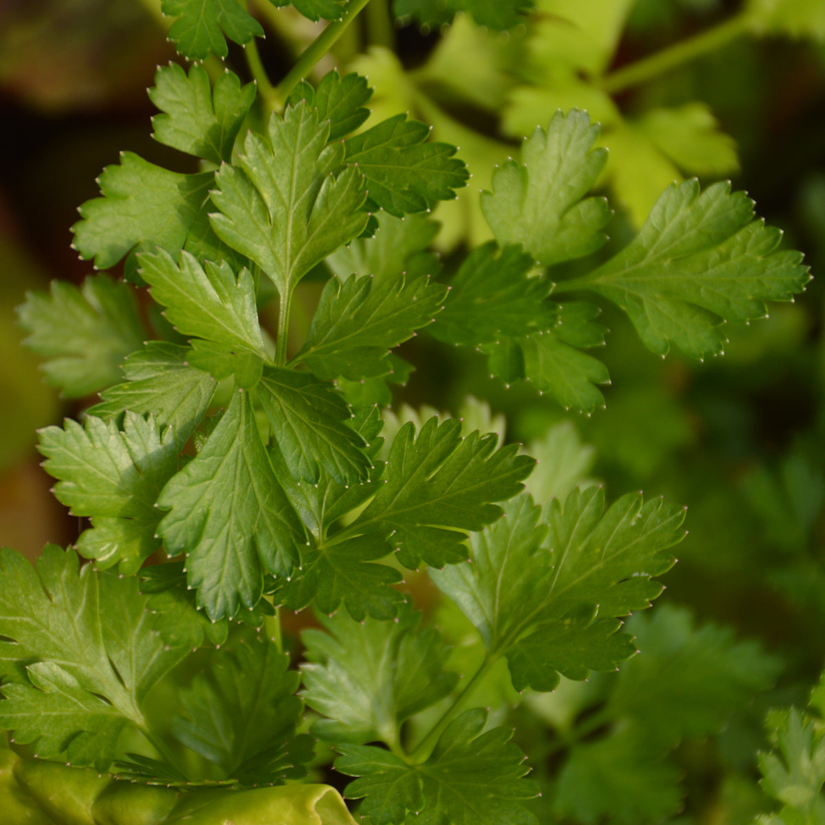 Persil Italien. Feuilles de persil plat vert clair aux lobes découpés. Le cadrage permet de voir les formes, les couleurs et les détails du sujet représenté. Les contours se détachent du fond de l’image, avec des différences de teinte et de texture visibles sur les surfaces. Cette vue accompagne la présentation du produit dans la boutique.