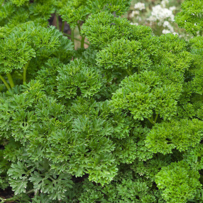 Persil vert forêt