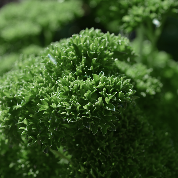 Curly parsley