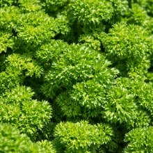 Organic curly parsley