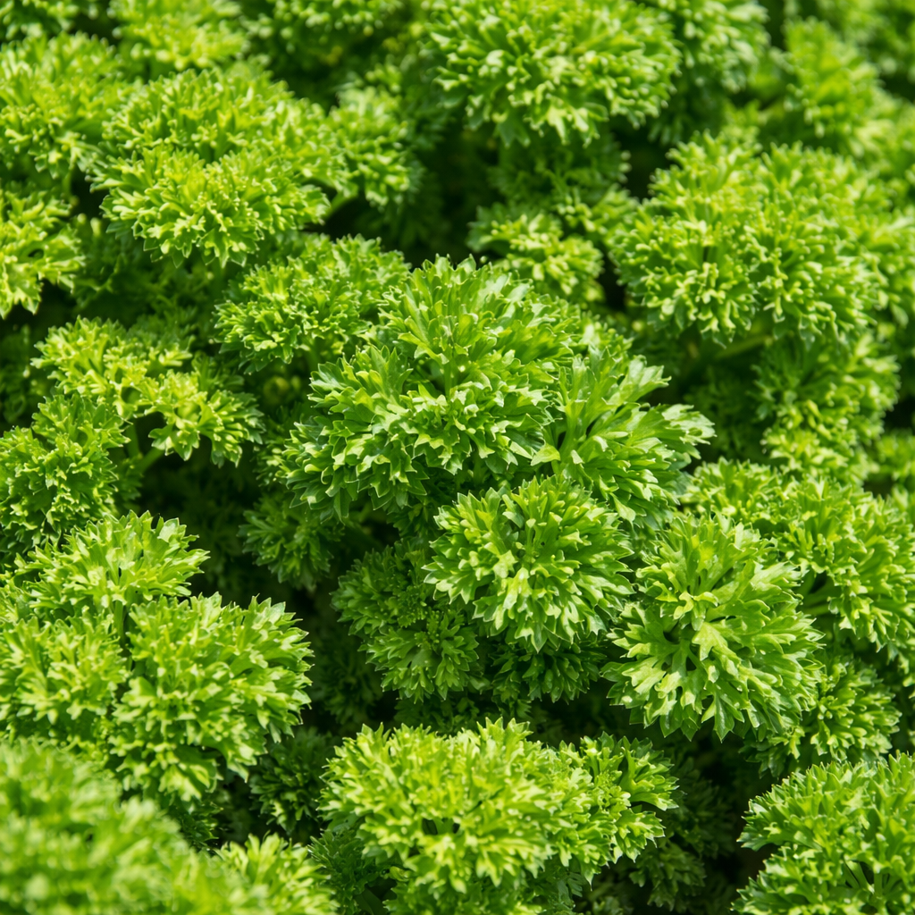 Organic curly parsley