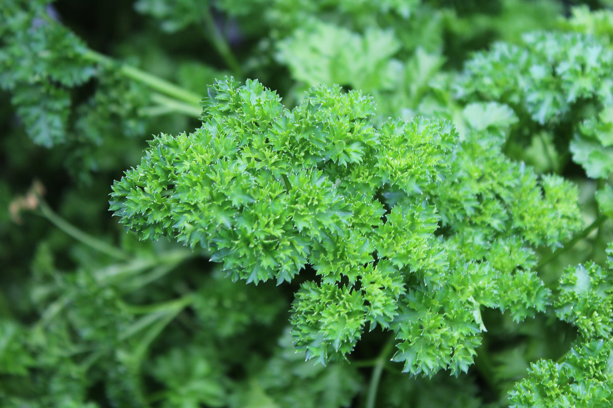 Parsley curled 'Forest Green'