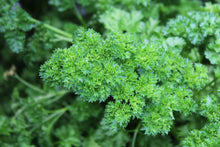 Parsley curled 'Forest Green'
