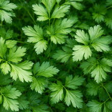 Organic Italian parsley