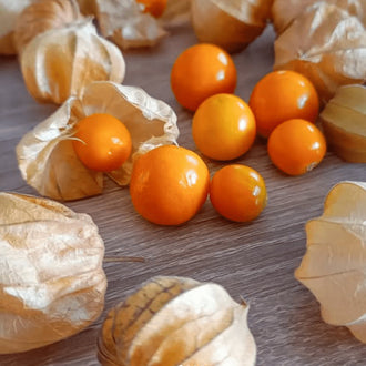 Organic 'Peruvian' Ground Cherry Seeds by Gaia, product image prepared for Canadian gardeners.